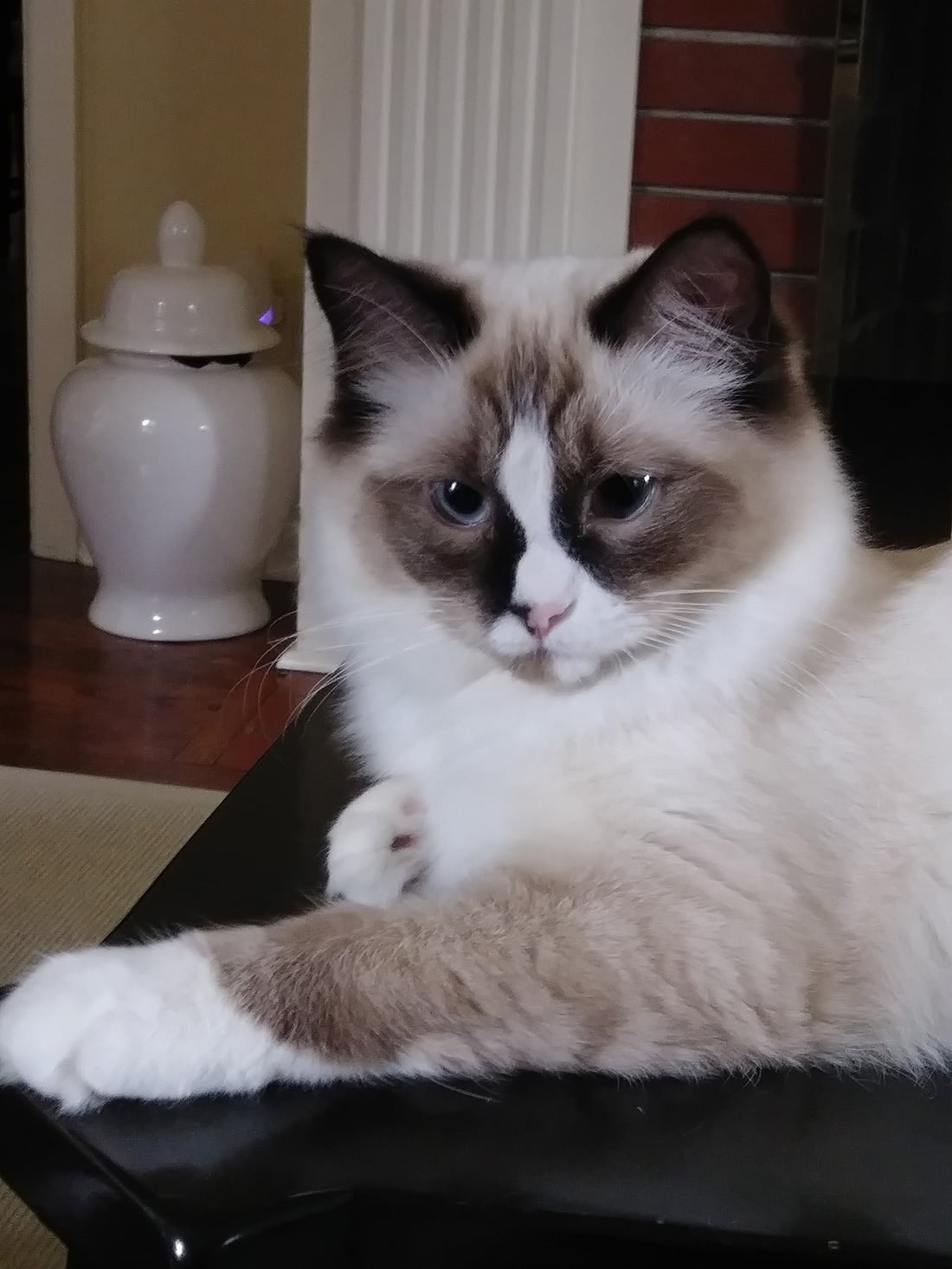 A calm Ragdoll cat resting at home, the kind of pet Michelle cares for.