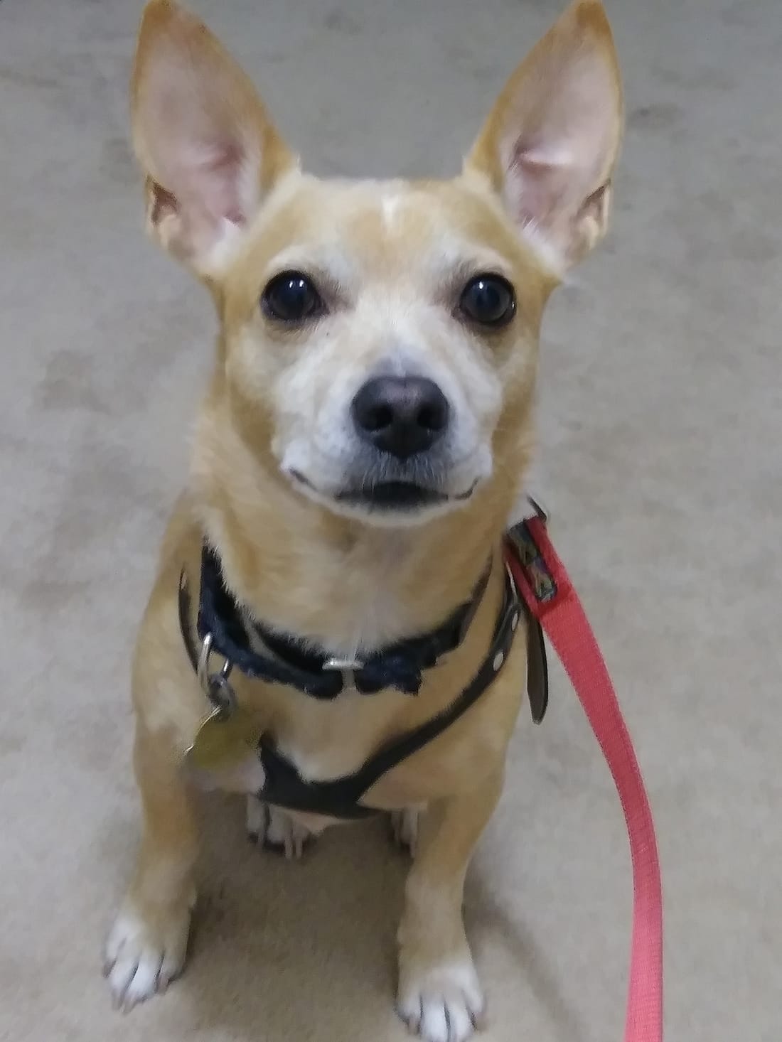 A small tan chihuahua in a harness, ready for a walk on a red leash.