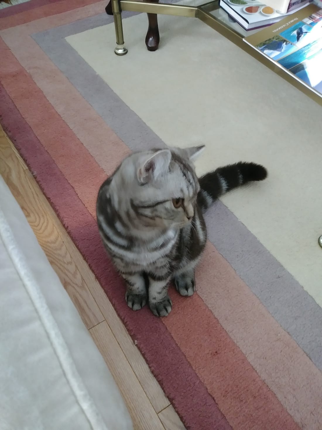 A silver tabby cat sitting on a striped living-room rug.
