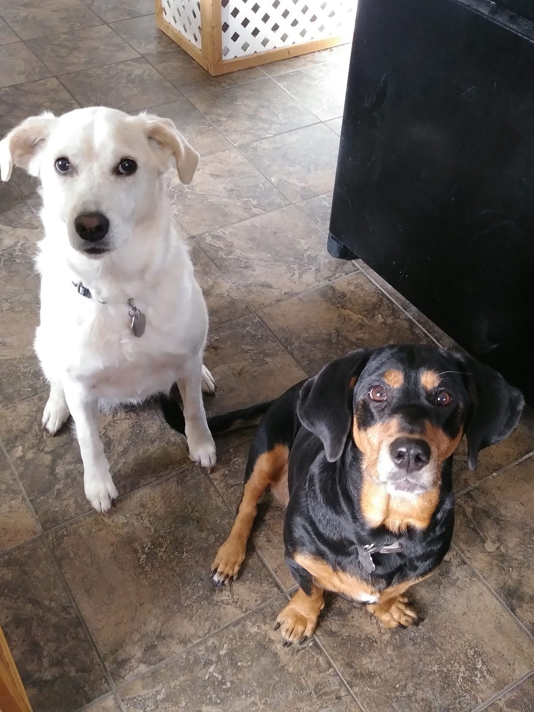 A white dog and a black-and-tan dog sitting together on a kitchen floor.