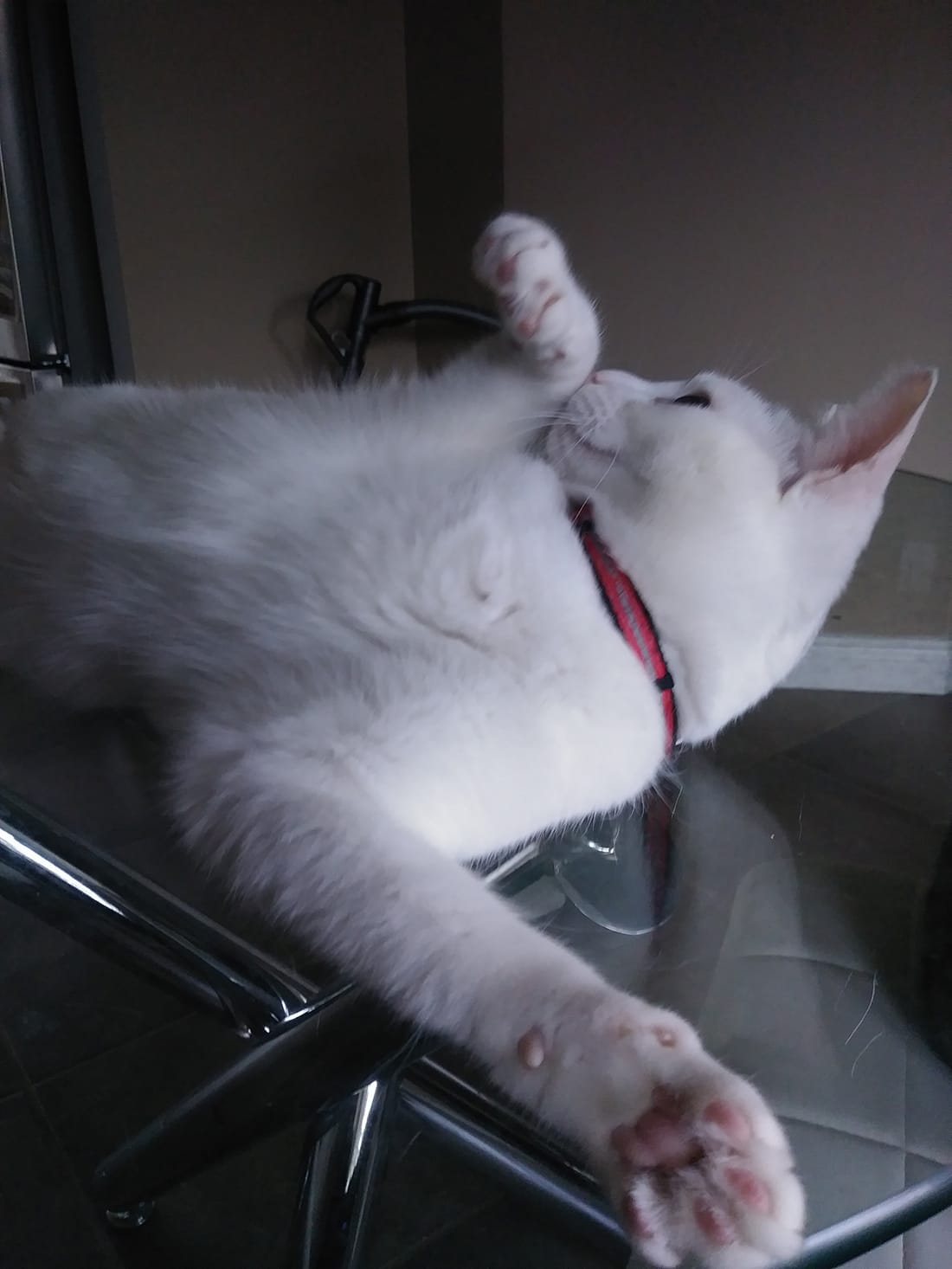 A white cat stretching on a glass table at home.