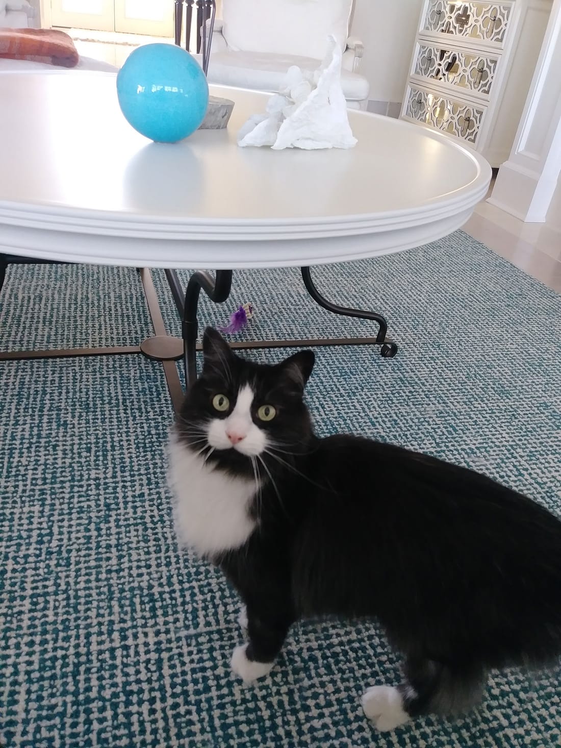 A long-haired tuxedo cat standing under a table on a teal rug.