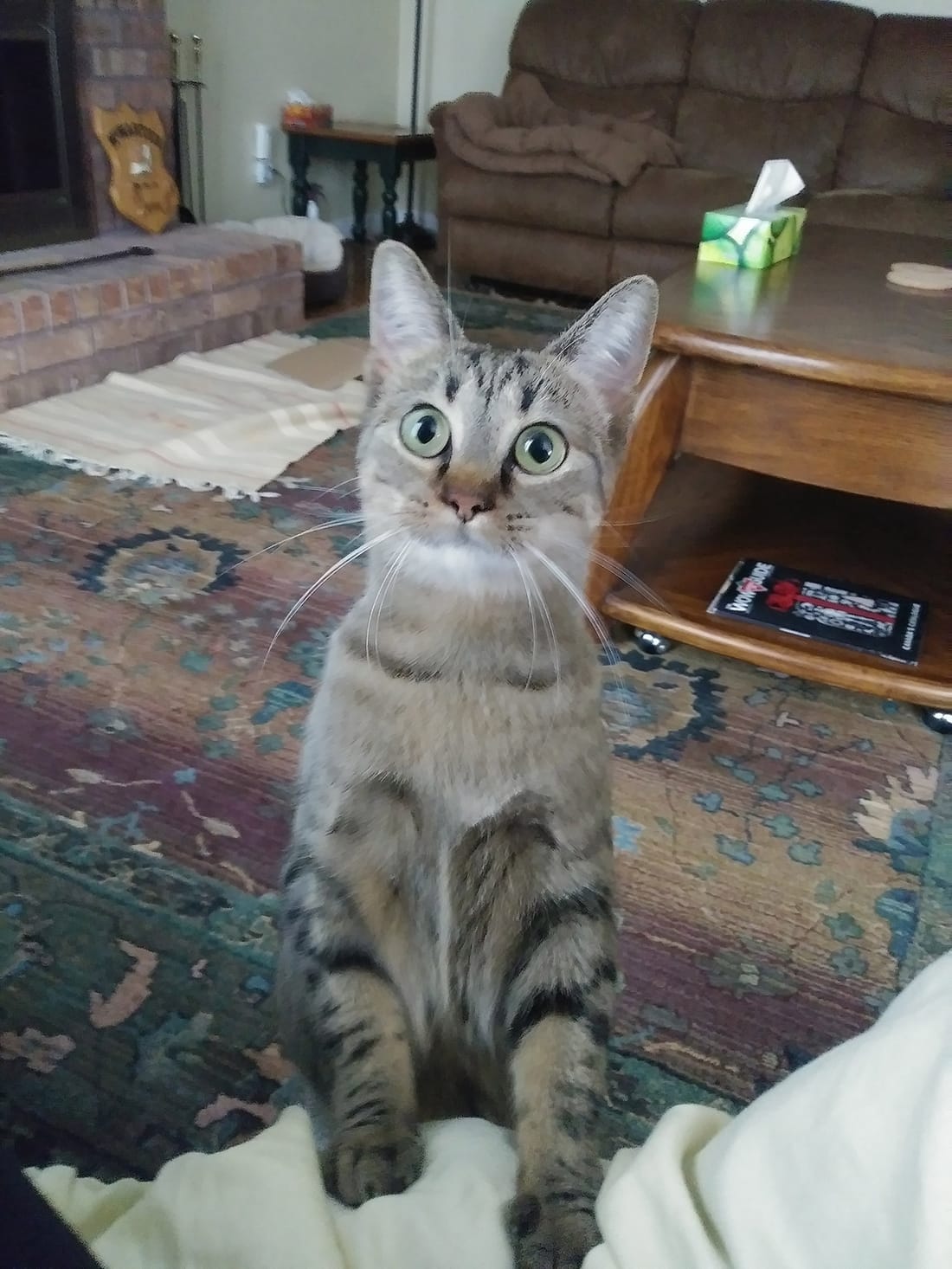 A wide-eyed tabby cat sitting up attentively in a living room.