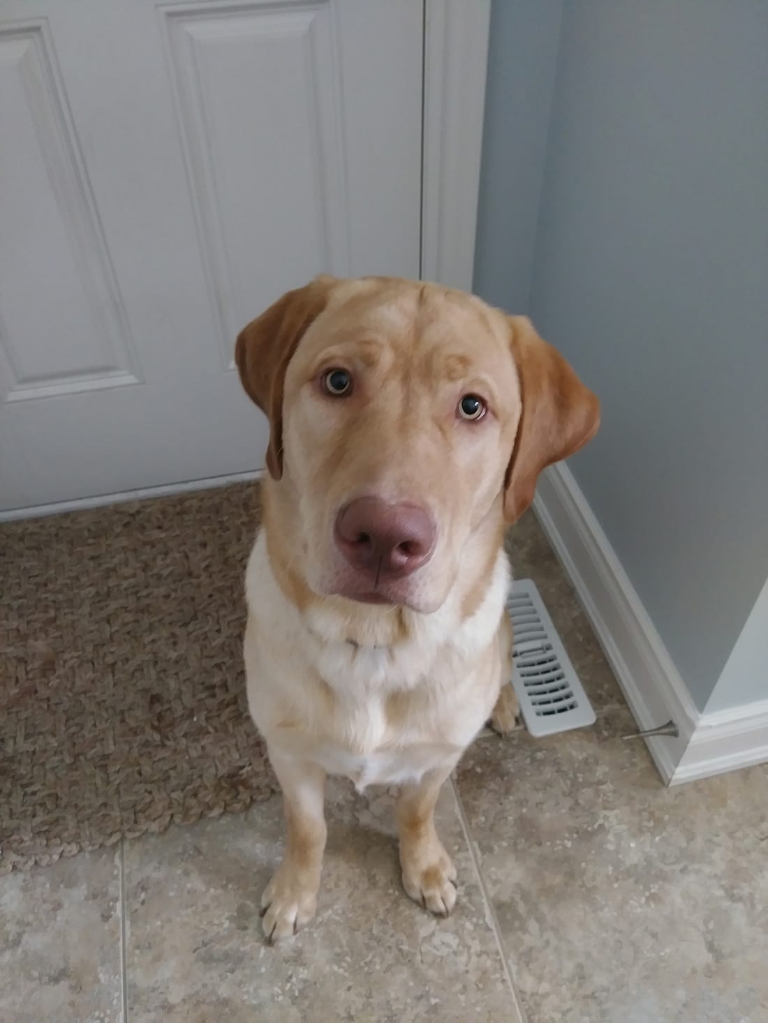 A friendly yellow Labrador sitting in a hallway, looking at the camera.
