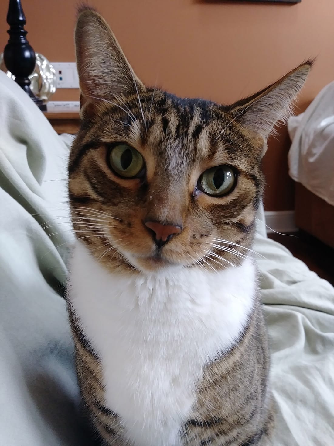 A tabby and white cat with bright green eyes resting on a bed.