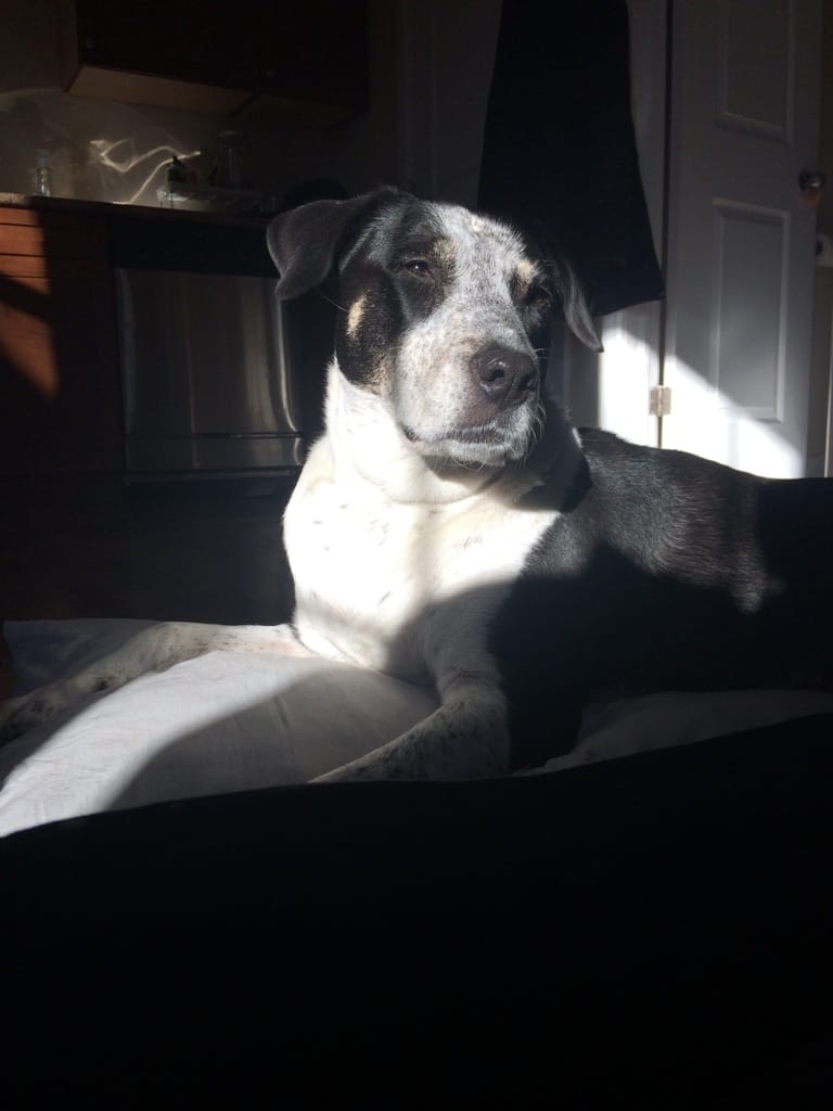 A dog relaxing in a warm sunbeam at home, cared for by Michelle.