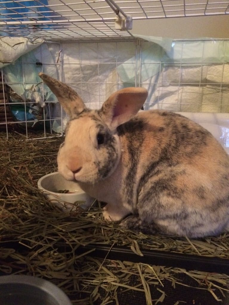 A brown-and-white rabbit settled in its hutch with fresh hay.