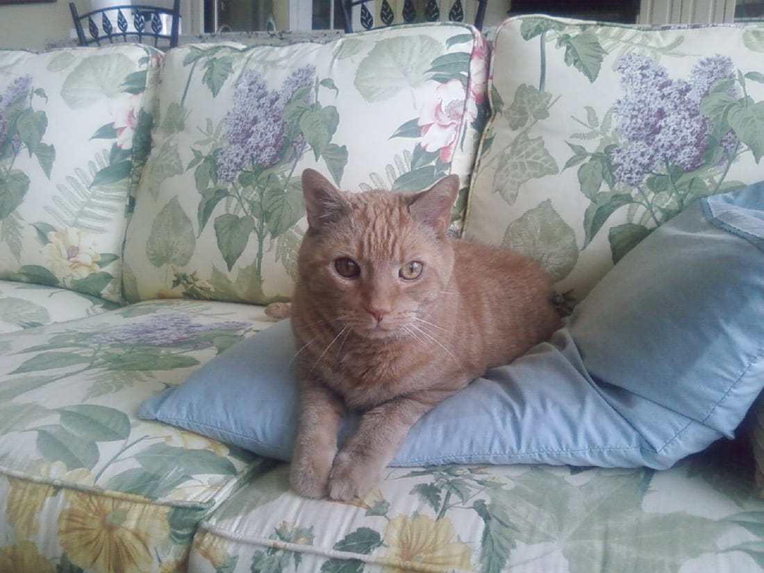 An orange tabby cat relaxing on a floral sofa.