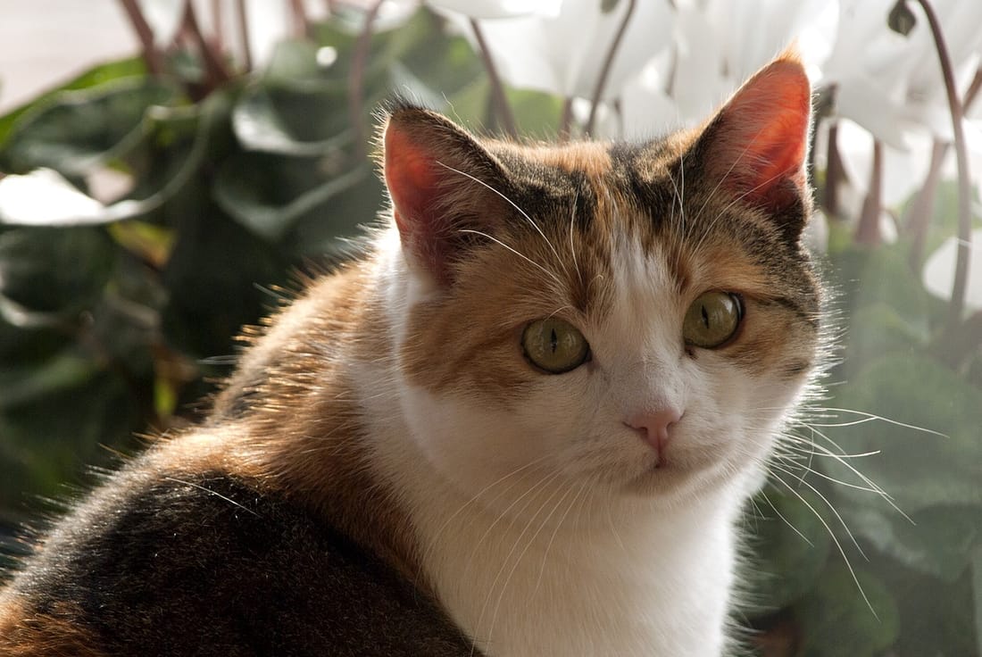 A calico cat backlit by a window beside a flowering plant.